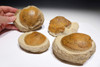 FOUR MIOCENE FOSSIL CLAMS IN STONE FROM SOUTH AMERICA  *BIV805