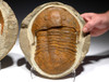 OUR FINEST LANNACUS TRILOBITE IN CONCRETION WITH BOTH HALVES *TRX484