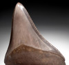 CHOICE WARM PLATINUM 2.8 INCH MEGALODON SHARK TOOTH WITH CHATOYANT ENAMEL  *SHX109