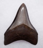 CHOICE WARM PLATINUM 2.8 INCH MEGALODON SHARK TOOTH WITH CHATOYANT ENAMEL  *SHX109