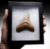 TOP COLLECTOR GRADE 2.9 INCH MEGALODON FOSSIL SHARK TOOTH WITH MOTTLED CREAM AND COPPER ENAMEL  *SHX106