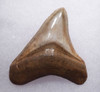 TOP COLLECTOR GRADE 2.9 INCH MEGALODON FOSSIL SHARK TOOTH WITH MOTTLED CREAM AND COPPER ENAMEL  *SHX106