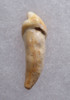 ARDENNES FOREST BELGIUM CAVE BEAR FOSSIL INCISOR TOOTH RARE LOCATION  *LMX333