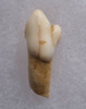 ARDENNES FOREST BELGIUM CAVE BEAR FOSSIL INCISOR TOOTH RARE LOCATION  *LMX332
