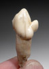 ARDENNES FOREST BELGIUM CAVE BEAR FOSSIL INCISOR TOOTH RARE LOCATION  *LMX328