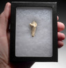 ARDENNES FOREST BELGIUM CAVE BEAR FOSSIL INCISOR TOOTH RARE LOCATION  *LMX328