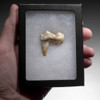 LARGE ARDENNES FOREST BELGIUM CAVE BEAR FOSSIL MOLAR TOOTH RARE LOCATION  *LMX322