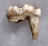 LARGE ARDENNES FOREST BELGIUM CAVE BEAR FOSSIL MOLAR TOOTH RARE LOCATION  *LMX322
