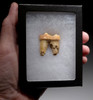 LARGE ARDENNES FOREST BELGIUM CAVE BEAR FOSSIL MOLAR TOOTH RARE LOCATION  *LMX327