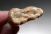 LARGE ARDENNES FOREST BELGIUM CAVE BEAR FOSSIL MOLAR TOOTH RARE LOCATION  *LMX327