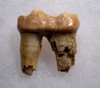 LARGE ARDENNES FOREST BELGIUM CAVE BEAR FOSSIL MOLAR TOOTH RARE LOCATION  *LMX327