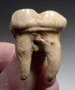 SUPERB ARDENNES FOREST BELGIUM CAVE BEAR FOSSIL MOLAR TOOTH RARE LOCATION *LMX324
