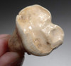 SUPERB ARDENNES FOREST BELGIUM CAVE BEAR FOSSIL MOLAR TOOTH RARE LOCATION *LMX324