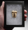 SUPERB ARDENNES FOREST BELGIUM CAVE BEAR FOSSIL MOLAR TOOTH RARE LOCATION *LMX324