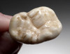 ARDENNES FOREST BELGIUM CAVE BEAR FOSSIL MOLAR TOOTH FROM RARE LOCATION  *LMX326
