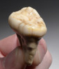 ARDENNES FOREST BELGIUM CAVE BEAR FOSSIL MOLAR TOOTH FROM RARE LOCATION  *LMX326