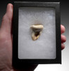 FINEST ARDENNES FOREST BELGIUM CAVE BEAR FOSSIL MOLAR TOOTH RARE LOCATION  *LMX329