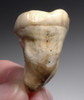 FINEST ARDENNES FOREST BELGIUM CAVE BEAR FOSSIL MOLAR TOOTH RARE LOCATION  *LMX329