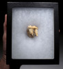 BELGIUM CAVE BEAR FOSSIL MOLAR TOOTH ON MATRIX FROM RARE ARDENNES FOREST SITE  *LMX321