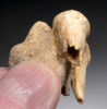 BELGIUM CAVE BEAR FOSSIL MOLAR TOOTH ON MATRIX FROM RARE ARDENNES FOREST SITE  *LMX321