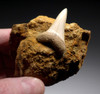 QUALITY FOSSIL EXTINCT MAKO SHARK TOOTH ISURUS HASTALIS IN MATRIX FROM SHARKTOOTH HILL CALIFORNIA  *STH054