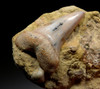 SUPREME QUALITY 1.75 INCH FOSSIL SHARK TOOTH OF A ISURUS HASTALIS MAKO SHARK FROM CALIFORNIA SHARKTOOTH HILL  *STH055