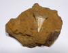 SUPREME QUALITY 1.65 INCH FOSSIL SHARK TOOTH OF A ISURUS HASTALIS MAKO SHARK FROM CALIFORNIA SHARKTOOTH HILL  *STH058