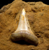 SUPREME QUALITY 1.65 INCH FOSSIL SHARK TOOTH OF A ISURUS HASTALIS MAKO SHARK FROM CALIFORNIA SHARKTOOTH HILL  *STH058