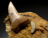 CALIFORNIA FOSSIL PLANUS AND HASTALIS MAKO FOSSIL SHARK TEETH IN SHARKTOOTH HILL MATRIX  *STH048