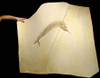 MAGNIFICENT LARGE ASPIDORHYNCHUS BILLFISH FISH FOSSIL FROM SOLNHOFEN GERMANY  *F014