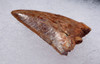 LATERAL DELTADROMEUS FOSSIL DINOSAUR TOOTH  *DTX52