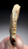CRO-MAGNON ART-MAKING BURIN TOOL FROM THE UPPER PALEOLITHIC MAGDALENIAN FROM FAMOUS PLACARD CAVE ART SITE IN FRANCE  *UP055