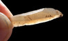 RARE CRO-MAGNON MICROBLADE AND CORE FROM FAMOUS UPPER PALEOLITHIC MAGDALENIAN PLACARD CAVE ART SITE IN FRANCE  *UP051
