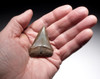 COLLECTOR GRADE 2.2 INCH GEORGIA PEARLY CHAMPAGNE FOSSIL SHARK TOOTH OF ISURUS HASTALIS BROAD TOOTH MAKO WITH CHATOYANT ENAMEL  *SHX105