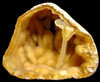 TRANSLUCENT AGATIZED CORAL GEODE FOSSIL WITH RARE CRYSTAL STRUCTURE CAVITY  *COR-064