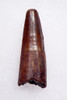 FANTASTIC DARK RED UNBROKEN 1.6 INCH SPINOSAURUS TOOTH DINOSAUR FOSSIL  *DT5-632