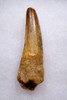 NICE 2.25 INCH SPINOSAURUS FOSSIL DINOSAUR TOOTH  *DT5-631