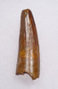 FANTASTIC BURNT ORANGE UNBROKEN 1.5 INCH SPINOSAURUS TOOTH DINOSAUR FOSSIL  *DT5-634