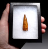 SHARP TIPPED EXCELLENT 1.75 INCH SPINOSAURUS FOSSIL DINOSAUR TOOTH  *DT5-624