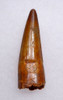 SHARP TIPPED EXCELLENT 1.75 INCH SPINOSAURUS FOSSIL DINOSAUR TOOTH  *DT5-624