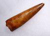 SHARP TIPPED EXCELLENT 1.75 INCH SPINOSAURUS FOSSIL DINOSAUR TOOTH  *DT5-624