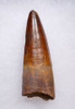 SUPERB 2.25 INCH SPINOSAURUS TOOTH DINOSAUR FOSSIL  *DT5-611