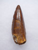 LARGE SHARP TIPPED 2.75 INCH SPINOSAURUS TOOTH DINOSAUR FOSSIL  *DT5-592