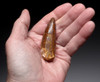 LARGE SHARP TIPPED 2.75 INCH SPINOSAURUS TOOTH DINOSAUR FOSSIL  *DT5-592