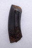 FINEST STUNNING FOSSIL GIANT BEAVER BLACK AND GOLD FOSSIL INCISOR TUSK OF AN EXTINCT CASTOROIDES  *LMX300