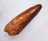 EXCEPTIONAL UNBROKEN 2.4 INCH SPINOSAURUS TOOTH DINOSAUR FOSSIL  *DT5-617