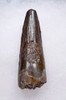 EXCEPTIONAL UNBROKEN 2 INCH SPINOSAURUS TOOTH DINOSAUR FOSSIL  *DT5-607