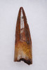 SHARP TIP 2 INCH SPINOSAURUS FOSSIL DINOSAUR TOOTH  *DT5-612