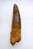 IMPRESSIVE 3.25 INCH SPINOSAURUS TOOTH DINOSAUR FOSSIL  *DT5-593