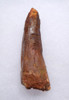 QUALITY LARGE 2.85 INCH SPINOSAURUS TOOTH DINOSAUR FOSSIL  *DT5-596